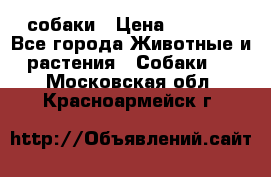 собаки › Цена ­ 2 500 - Все города Животные и растения » Собаки   . Московская обл.,Красноармейск г.